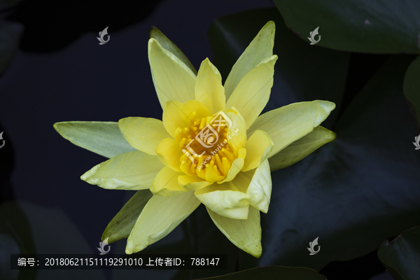 黄荷花特写