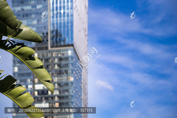 城市芭蕉叶