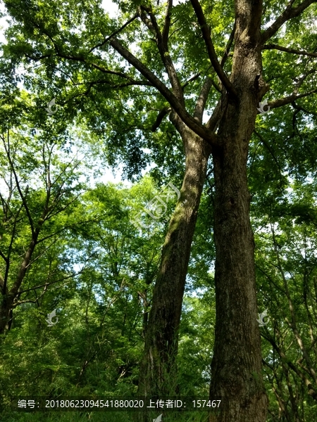 林中树木,天然氧吧
