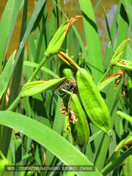 菖蒲