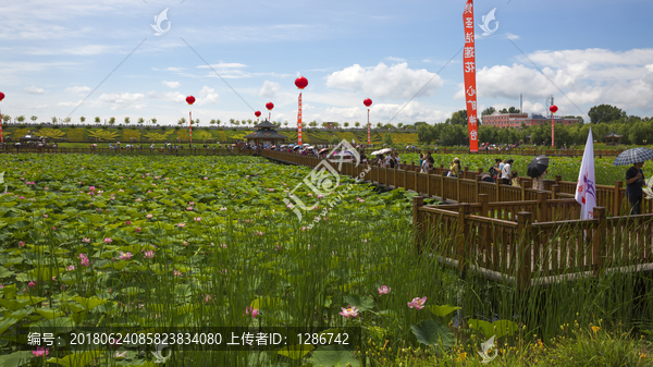 荷花池