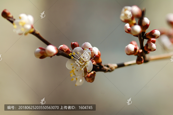 桃花特写