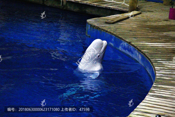 北京海洋馆水族馆海豚表演