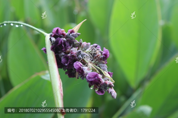 紫花苜蓿