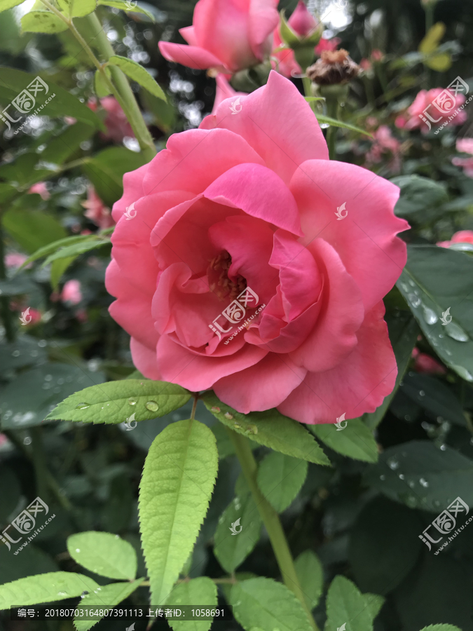 雨后月季