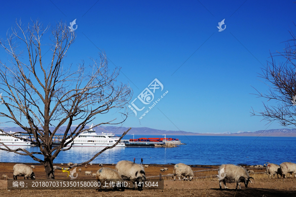 青海湖边羊群