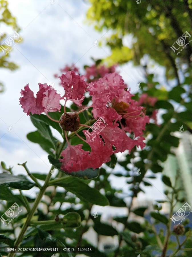 雨后紫薇