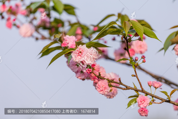 江西赣州赣县白鹭湾公园粉色樱花