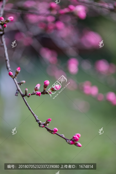 杭州西湖植物园桃花