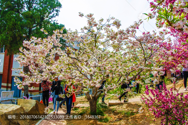 龙王塘樱花园一棵白色樱花树