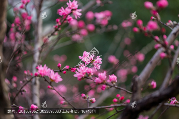 杭州西湖植物园桃花