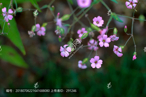 小野花麦蓝菜