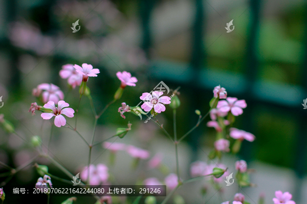 小野花麦蓝菜