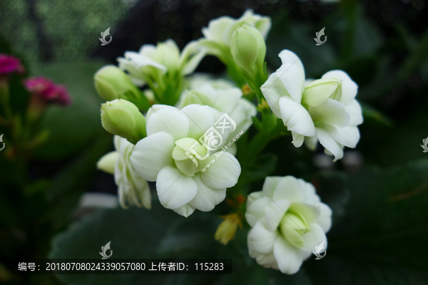 长寿花绿巴黎
