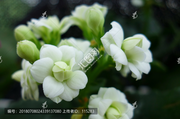 长寿花绿巴黎