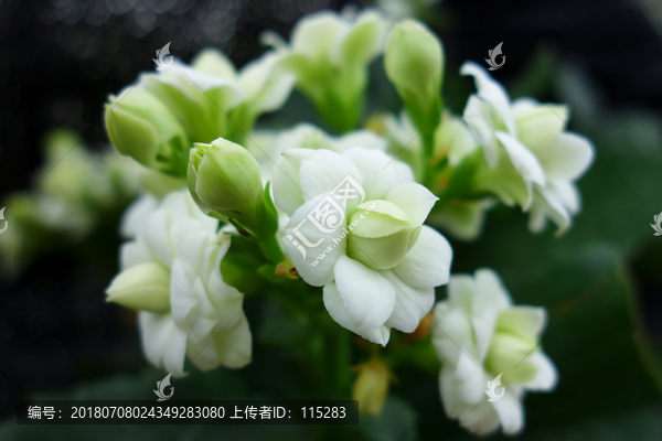 长寿花绿巴黎