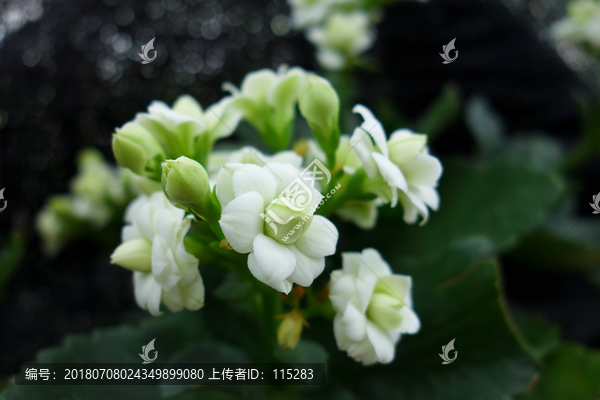长寿花绿巴黎