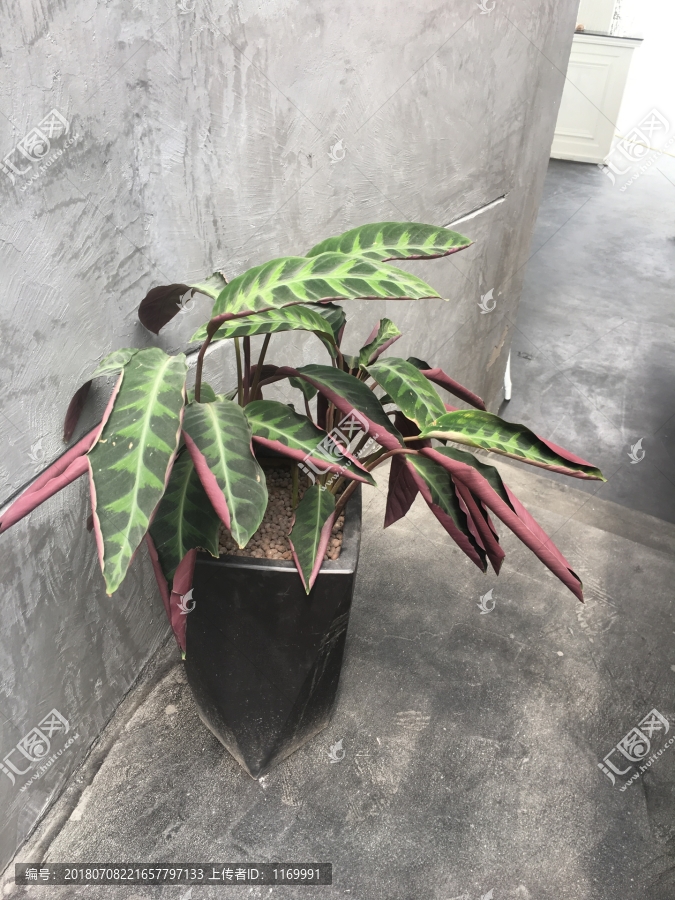 盘花