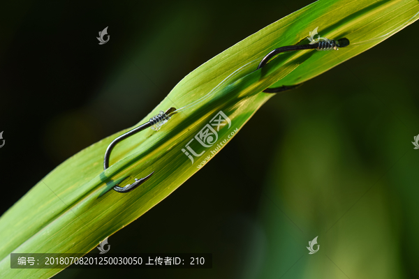 钓饵钓鱼穿钩