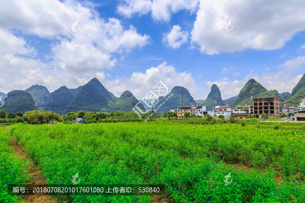 广西水稻田
