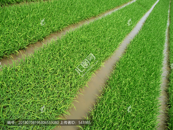 秧田
