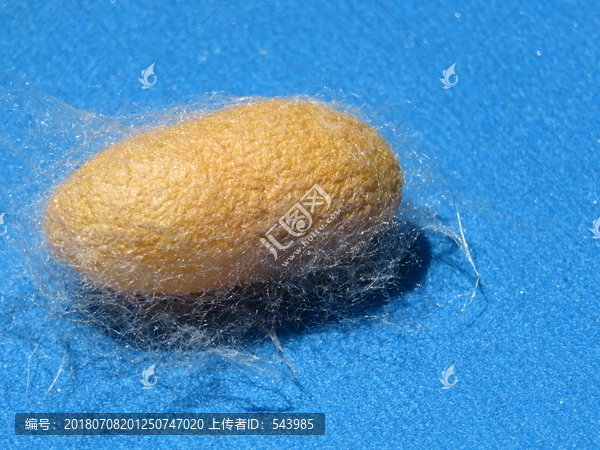 蚕茧