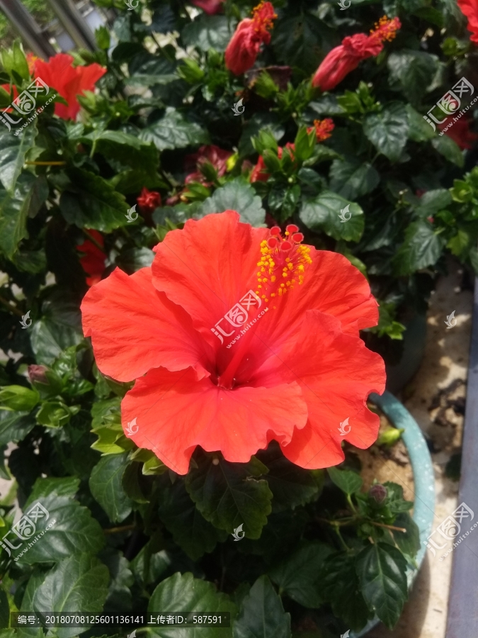 朱槿花,扶桑