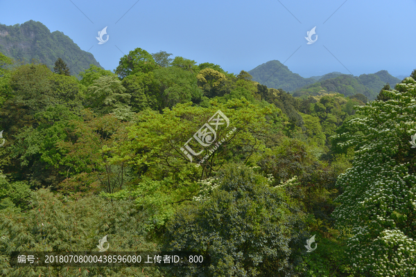 青城山林海