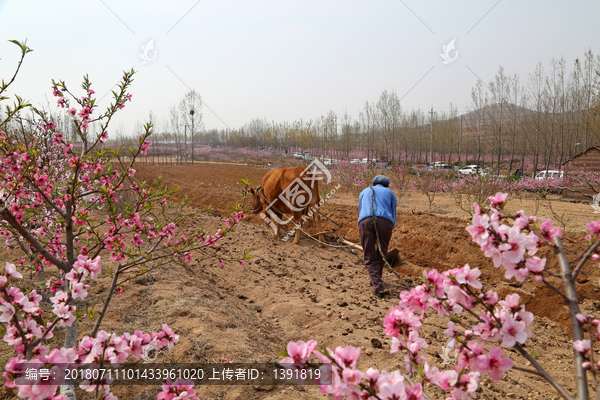 山东临沂莒南田园风光北方春耕图