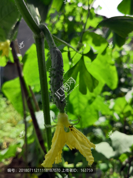 顶着花蕾的小黄瓜