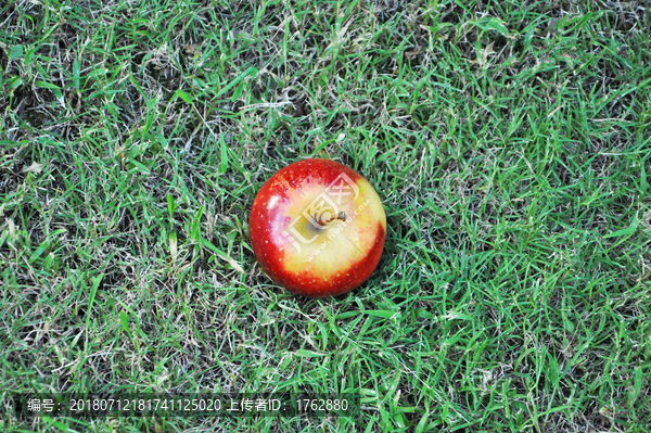 草地上的红苹果