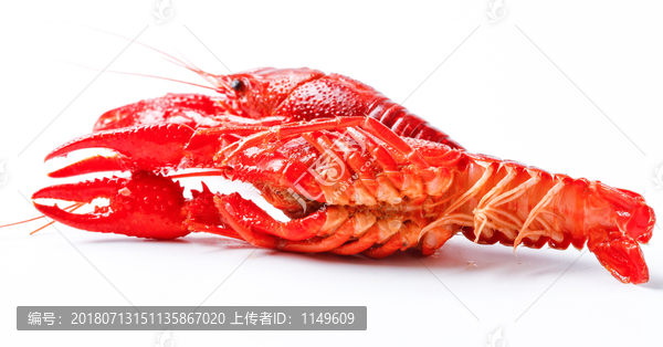 澳洲小龙虾