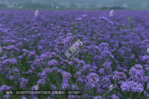 苍南观美薰衣草马鞭草基地