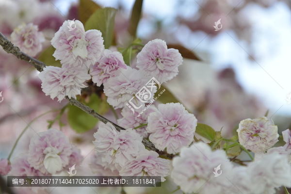 云南丽江的樱花