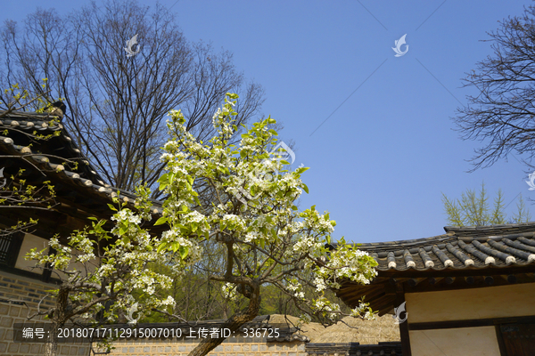 韩国龙驹衙门樱花春暖花开