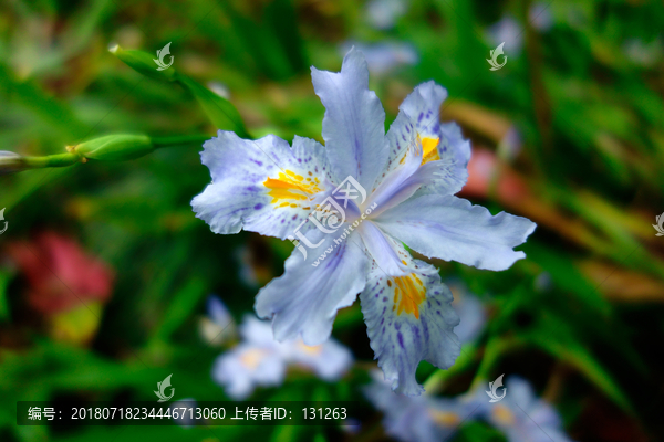 鸢尾花