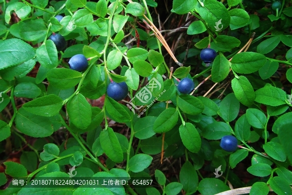 野生蓝莓浆果