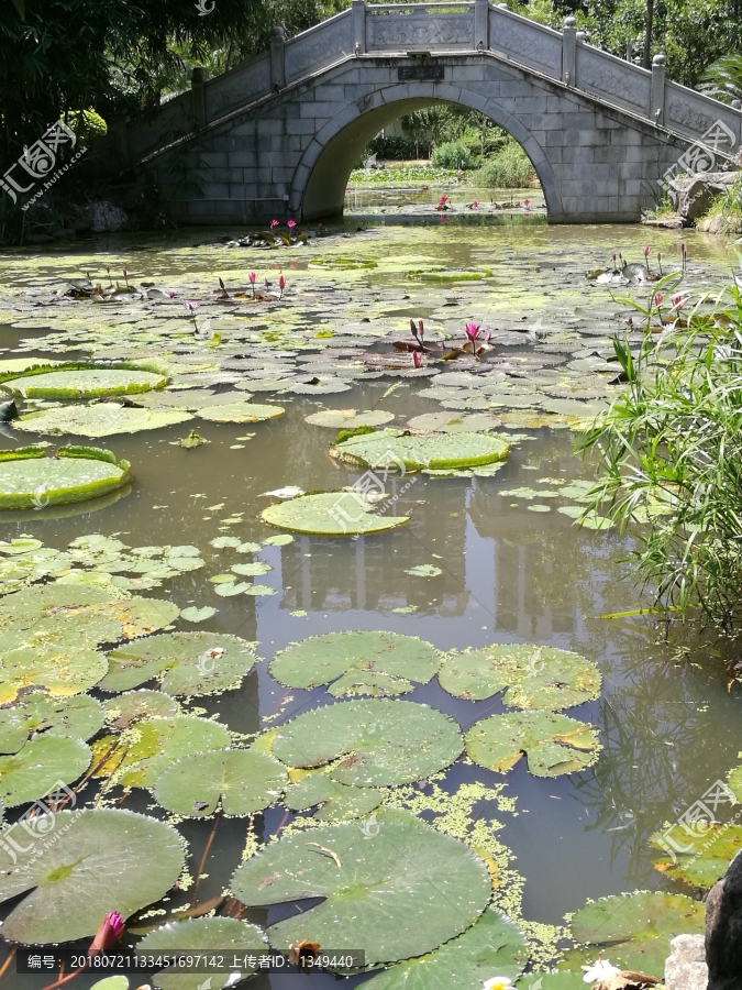 莲花荷塘