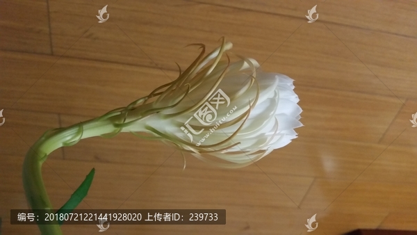 昙花开放过程