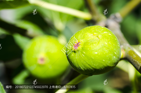 无花果