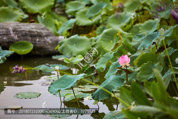 荷花莲蓬