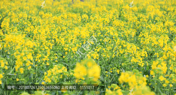 油菜花田