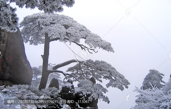 黄山迎客松