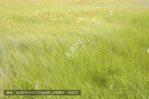 塞罕坝的湿地长青草滩