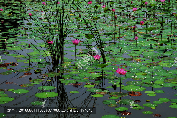 位山黄河湿地公园