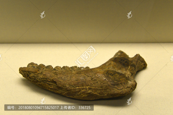 中国旧石器时代肿骨鹿化石