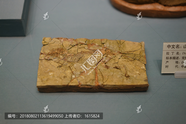 中新世早期山东硅藻鼠化石