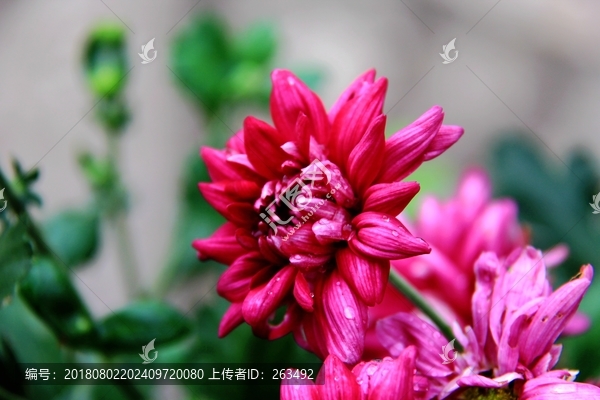 地瓜花