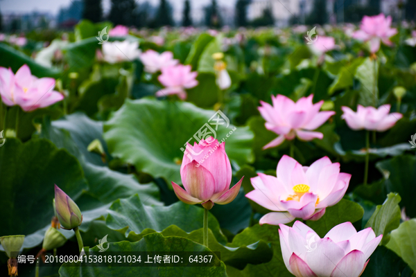 荷花池