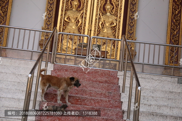 泰国寺庙流浪狗